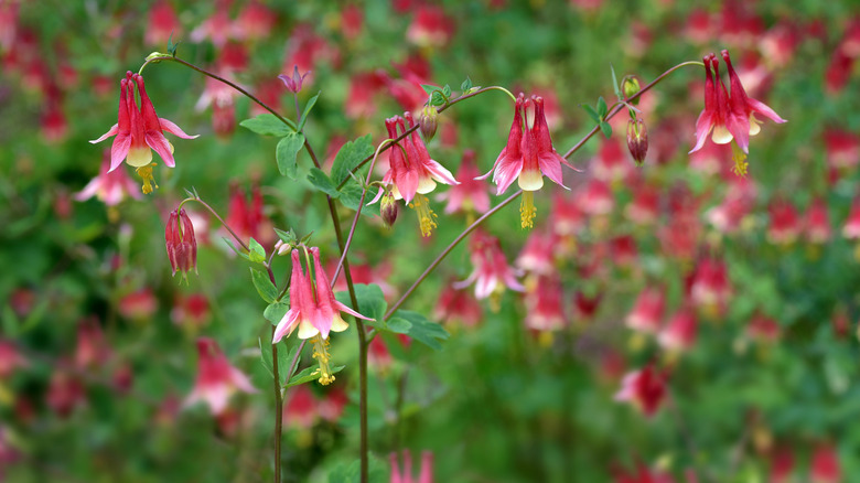 Columbine. Aquilegia canadensis, the Canadian or Canada columbine, eastern red columbine, or wild columbine, aka Granny's Bonnet is a species of flowering plant in the buttercup family Ranunculaceae.