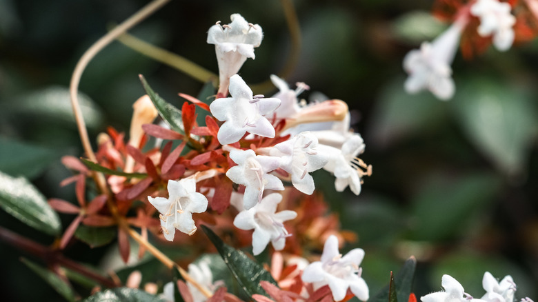 Small white Glossy Abelia flowers clustered among the weeds along a walking path in a Japanese forest.