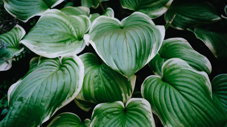 Close-up of hosta plant in ornamental garden