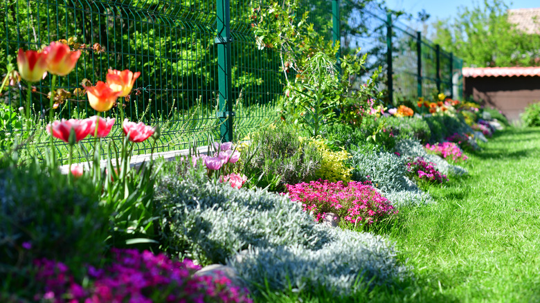 Ornamental flowering plants in flowerbed in a back yard garden