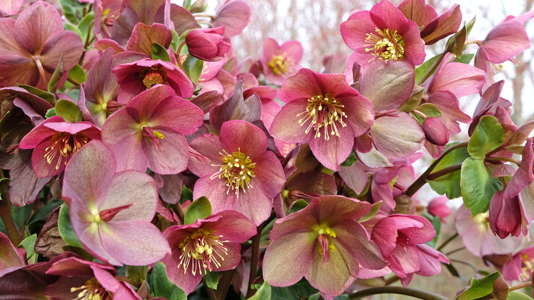 Pink Helleborus, or hellebore also known as lenten rose or winter rose, in flower.