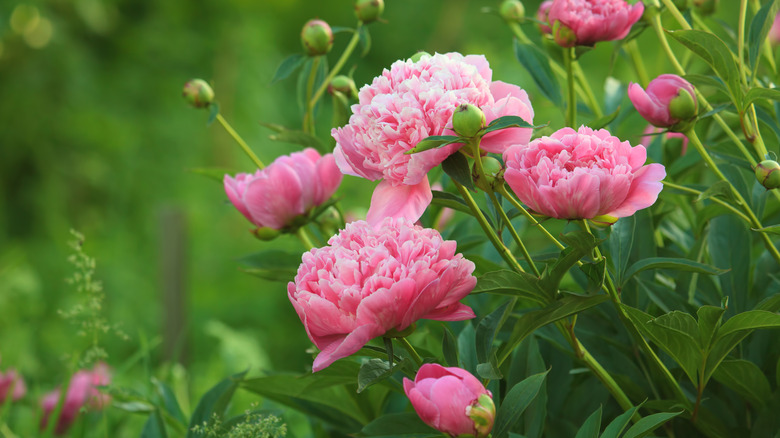 Pink peonies bloom in summer garden.