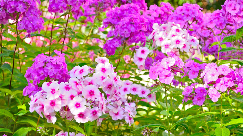 Flowerbed with bloomimg white and purple flowers of garden phlox