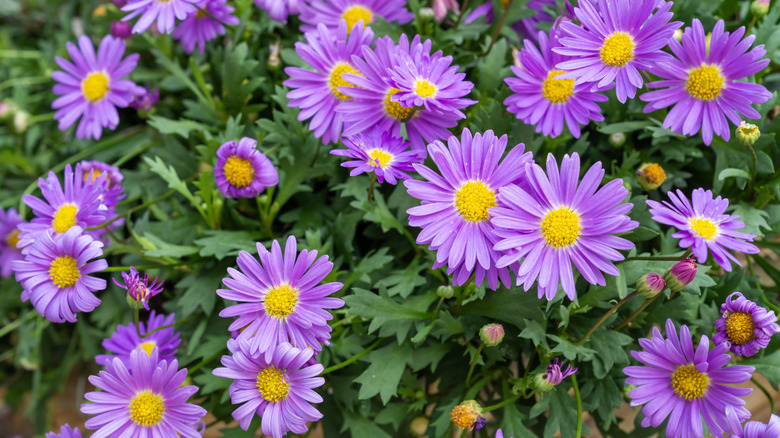 Purple asters with yellow centers.