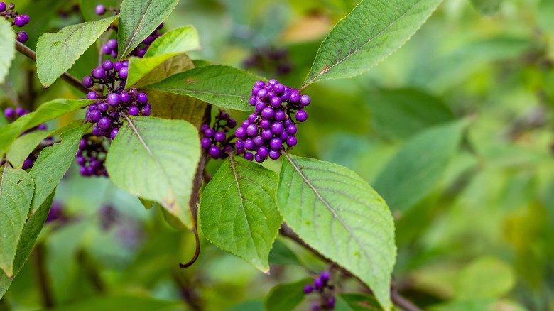 Beautyberry with purple berries.