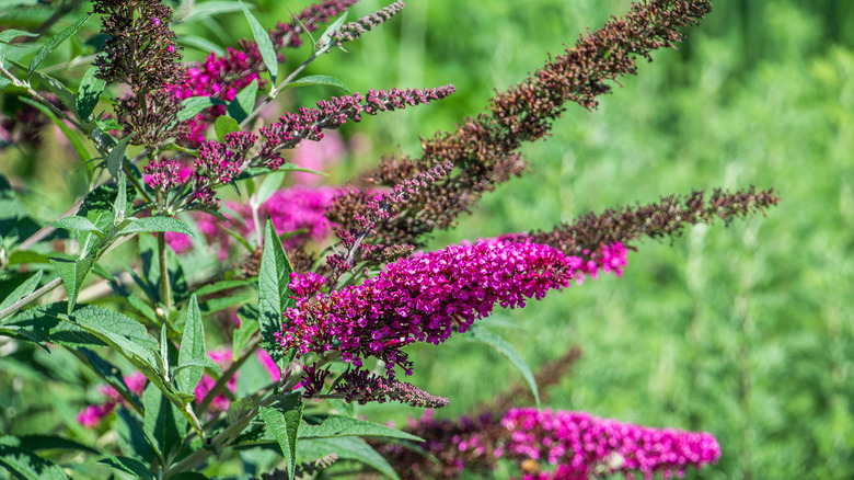 Dark pink butterfly bush in bloom.