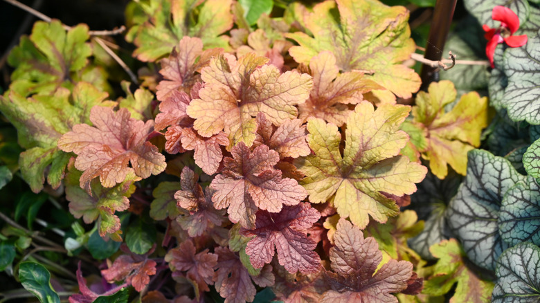 Coral bells with orange and brown tones.