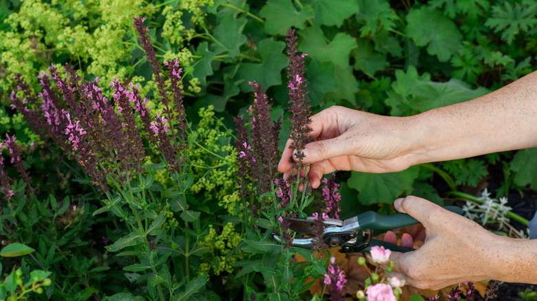 Gardener pruning salvia plant in garden.