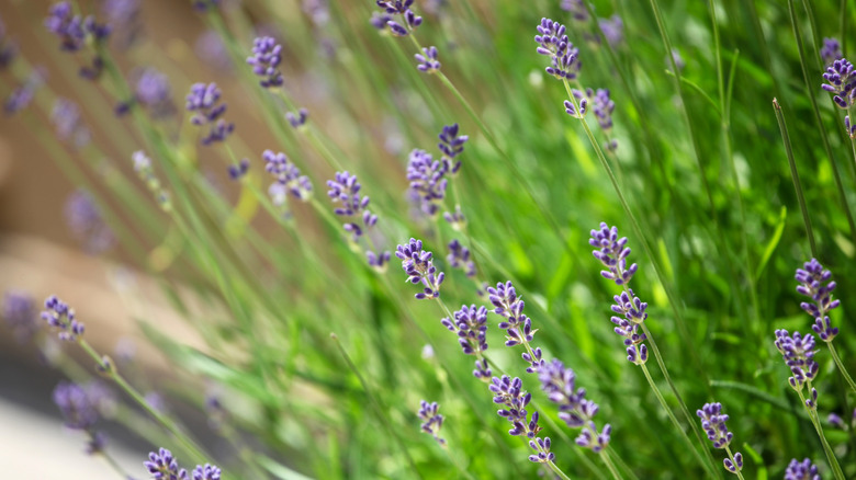Stalks of lavender flowering.