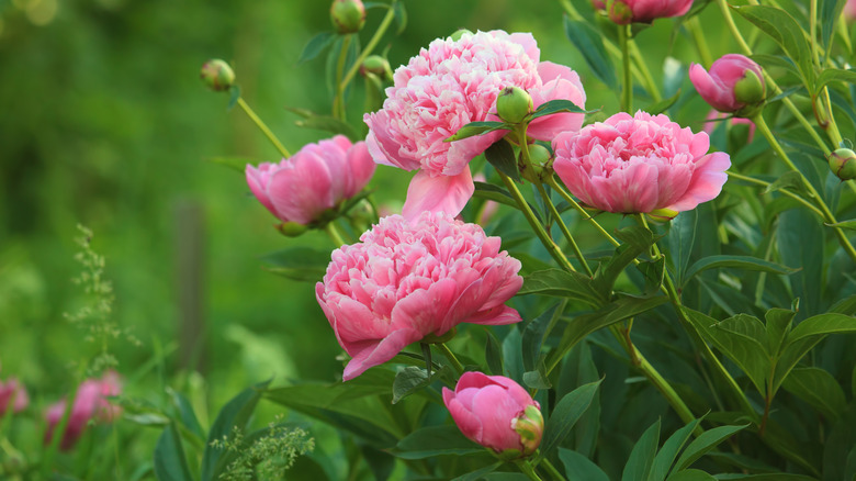 Pink peonies in bloom in spring.