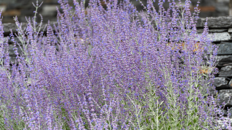 Russian sage in bloom.