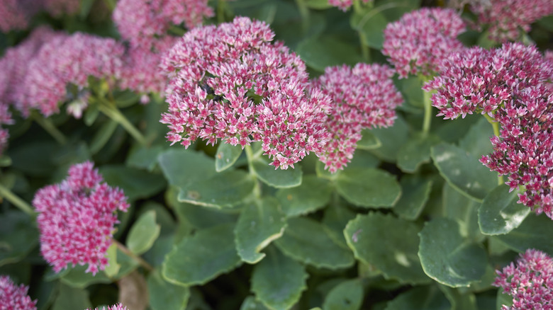 Sedum blooming in late summer.