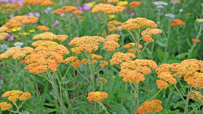 Orange yarrow flowering in garden.