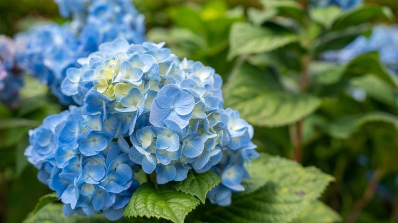 A blue bigleaf hydrangea flower head.