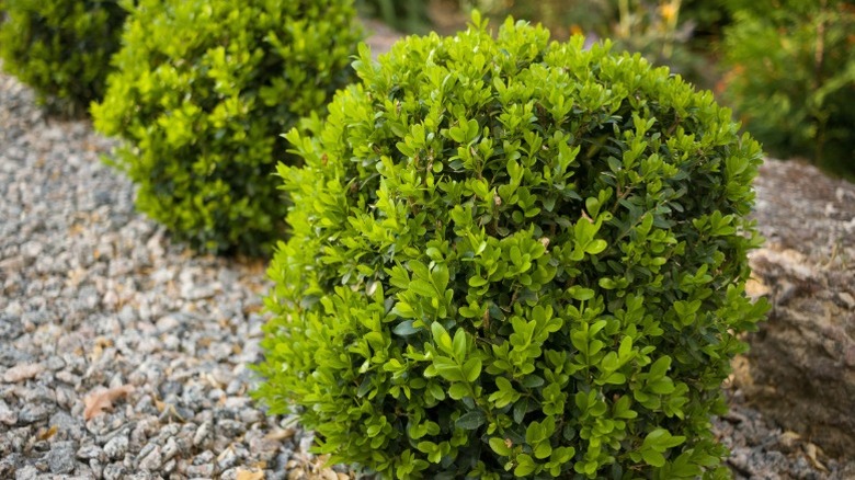 Pruned and shaped boxwood shrubs growing in gravel.