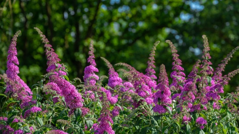 The bright plume-like blooms of a butterfly bush.