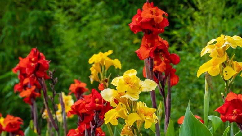 Red and yellow canna lily blooms against a backdrop of trees.