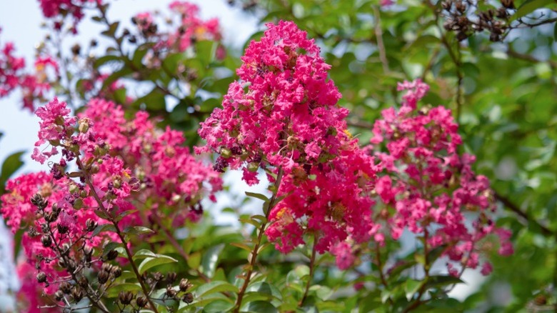 Bright pink blooms on a crape myrtle shrub.