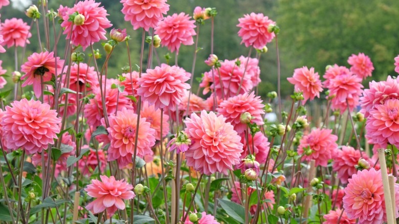 Lots of bold and showy pink dahlias in bloom in the garden.
