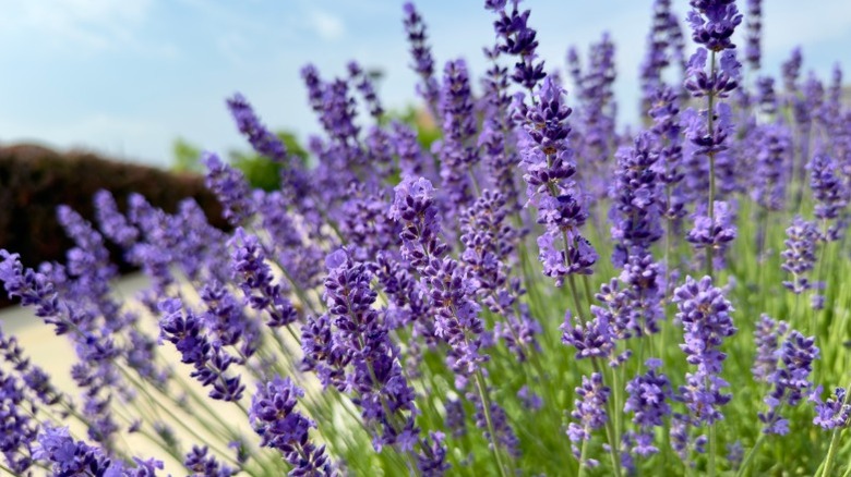 A stand of English lavender in full bloom.