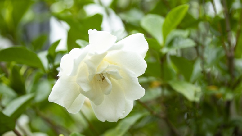 A single white gardenia bloom against a backdrop of foliage in the garden.