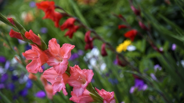 Various colorful gladiolus flowers growing in a garden.