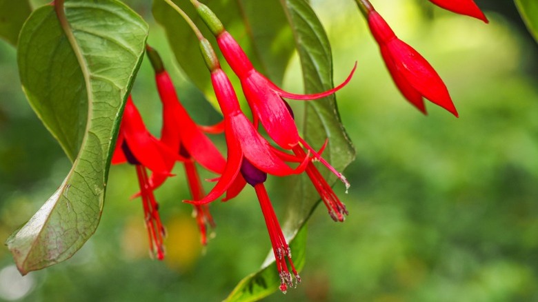 Bright red hardy fuchsia blooms and leaves.