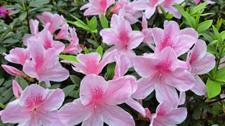 A cluster of bright pink rhododendron blooms and leaves.