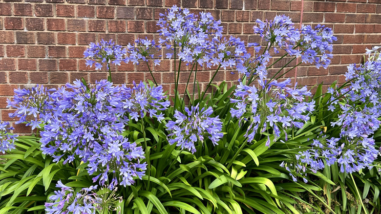Blue agapanthus growing against a brick wall