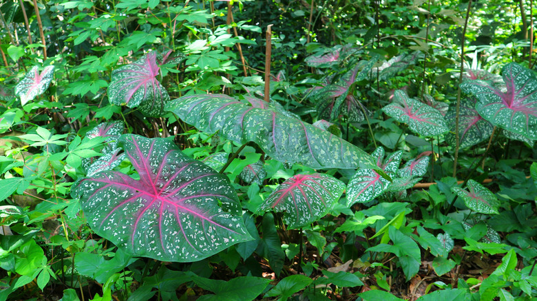 Caladium with beautiful variegated green and pink leaves