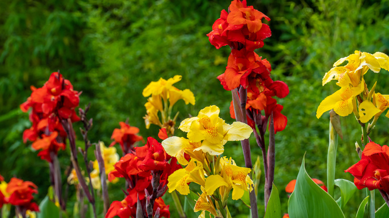 Red and yellow canna lilies growing