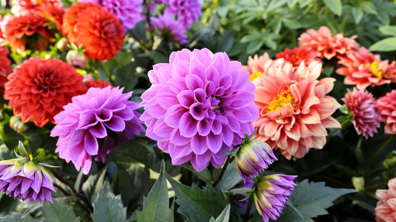 DAhlias growing in the garden