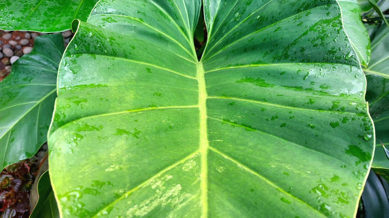 Elephant ear plant