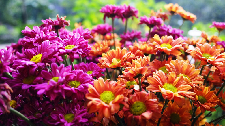 Purple and orange chrysanthemums in full bloom
