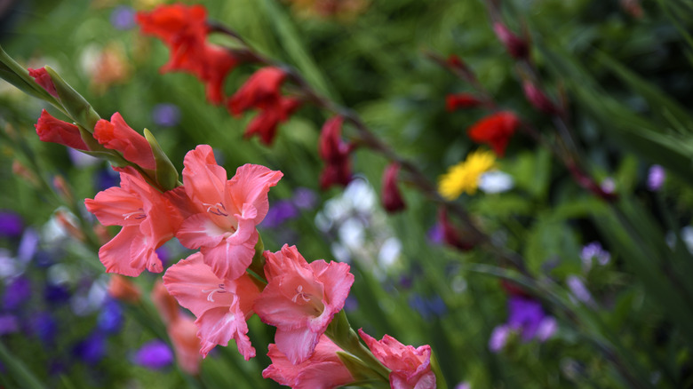 Gladiolus blooming in the fall garden