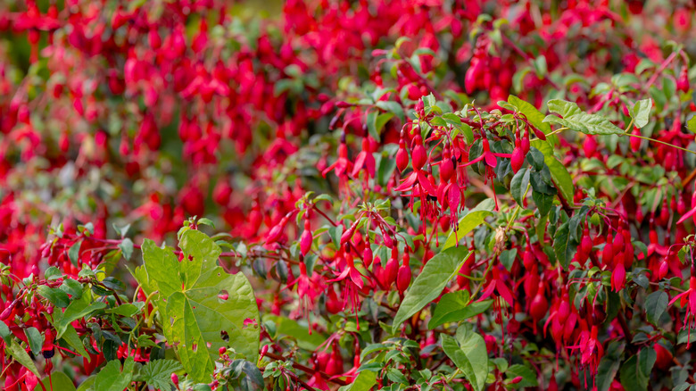Masses of fuchsia blooms