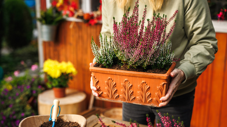 Woman holding a trough of heather in a fall garden