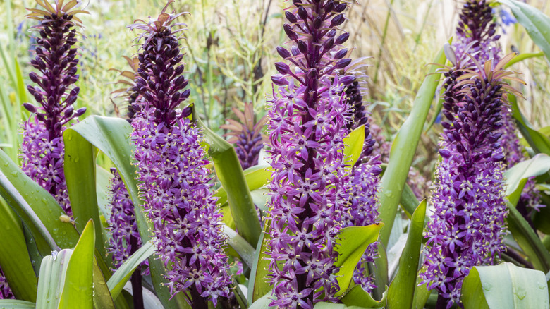 Beautiful late season pineapple lilies in full bloom