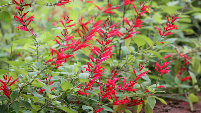 Pineapple sage blooming in the garden