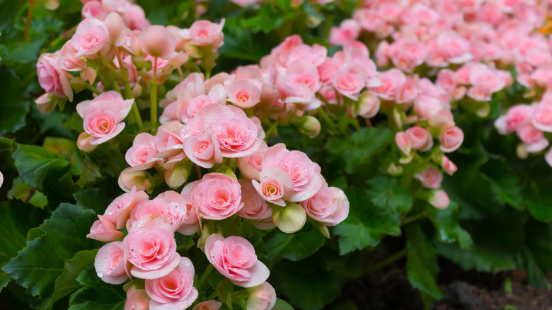 Pink tuberous begonias
