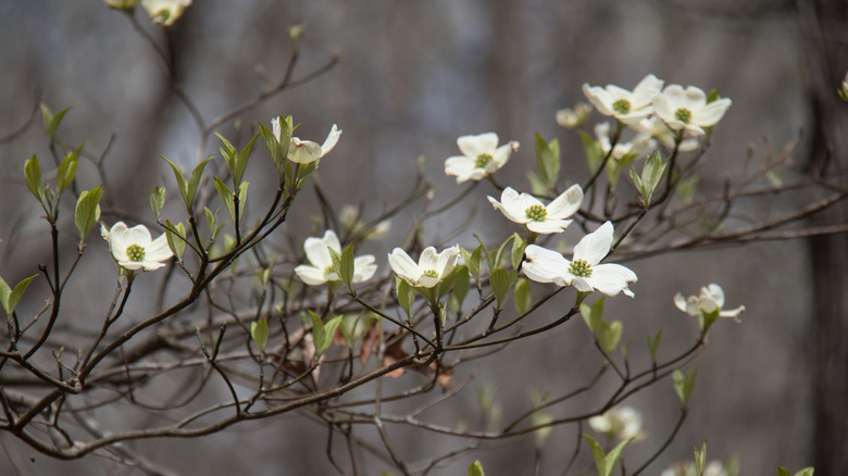 Flowering dogwood in spring.