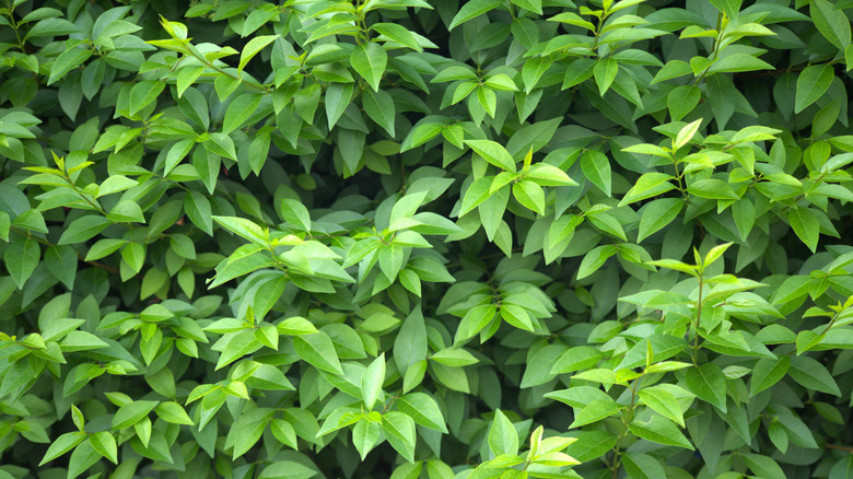 Green privet hedge.