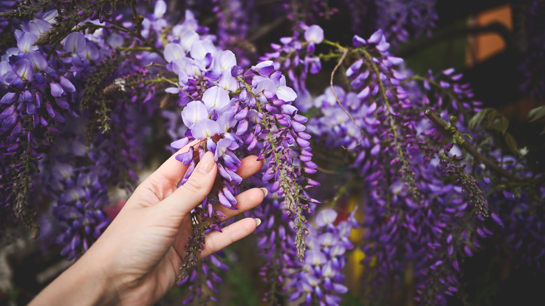 Hand touching wisteria flowers in bloom.