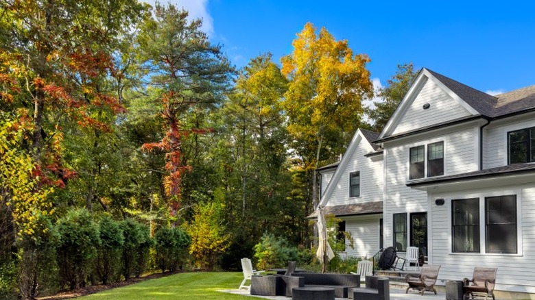 Elm trees growing near a home