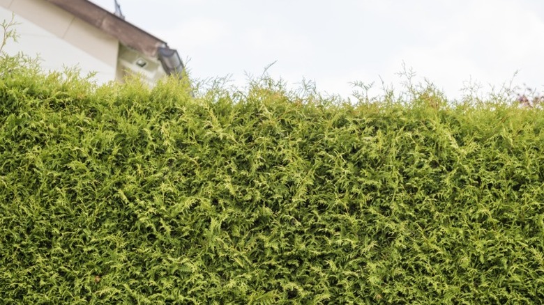 A living hedge of arborvitae