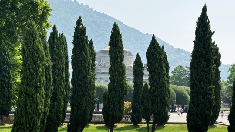 A stand of Italian cypress trees
