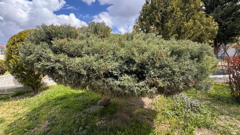 An eastern red cedar with a low profile