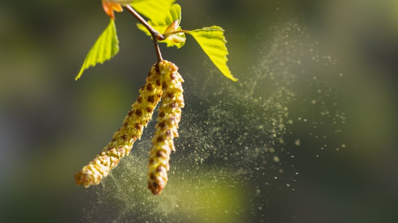 Closeup of pollen blowing off cone