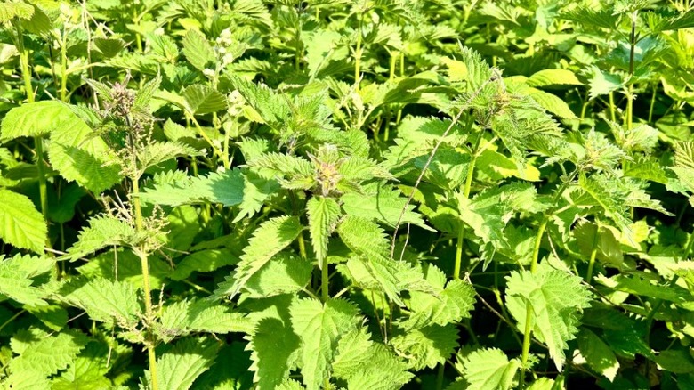Clusters of stinging nettle growing