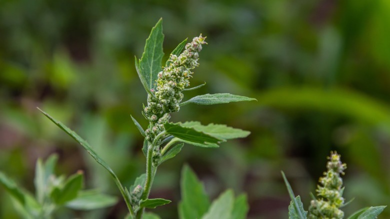 Flower of a lambquarters plant